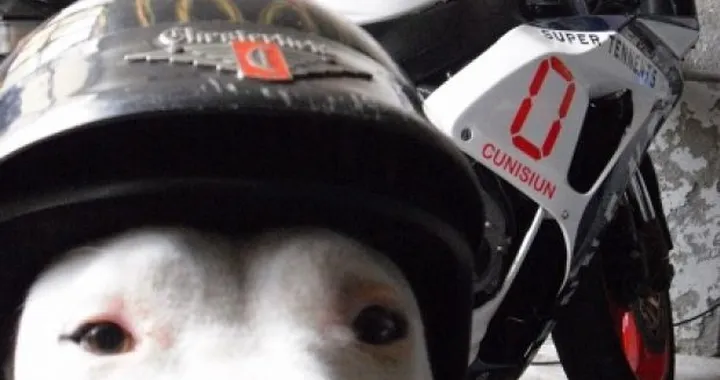 Foto del giorno: Cicha,il cane piu veloce del monferrato!