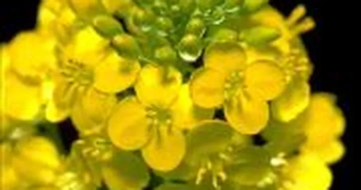 Olio di colza e biodiesel