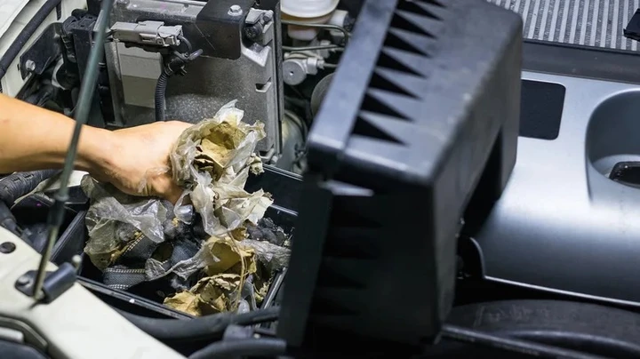 Cosa si annida veramente nel filtro dell'aria: le sorprese più spiacevoli