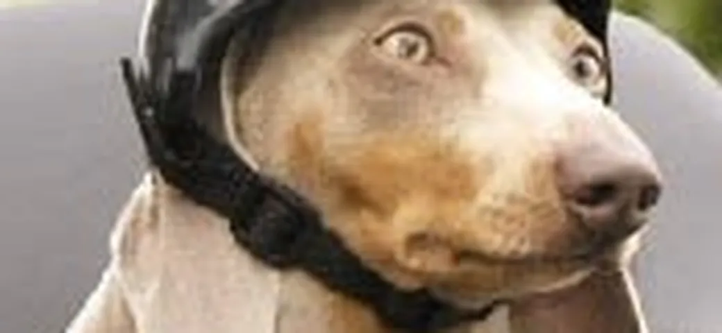 Fido mettiti il casco!