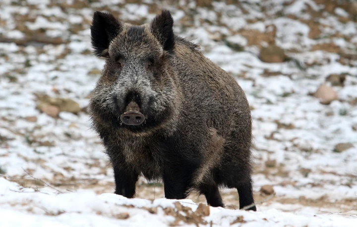 Investire un animale: cosa fare
