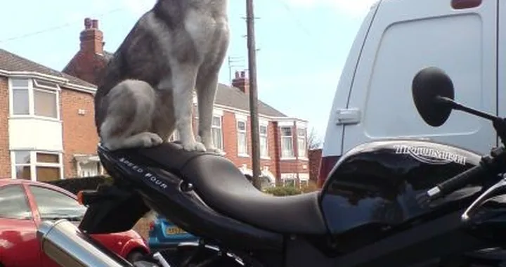 Foto del giorno: nuovo codone Triumph