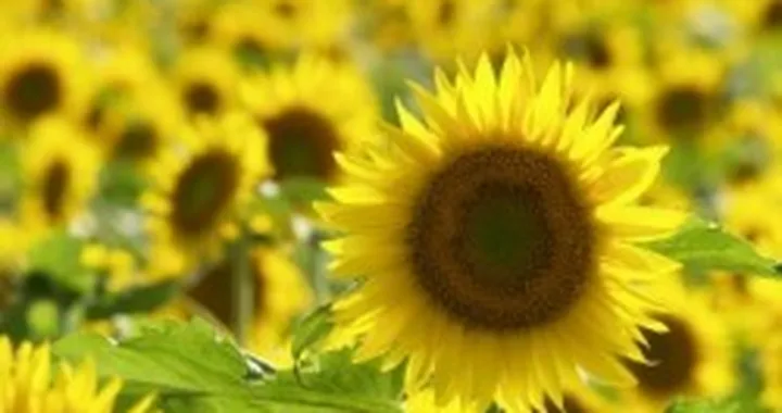 L'Italia vira sull'etanolo: a Tortona il primo stabilimento per la produzione