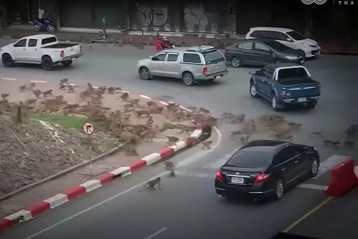 Blocco del traffico insolito: scimmie in lotta all'incrocio [Video]