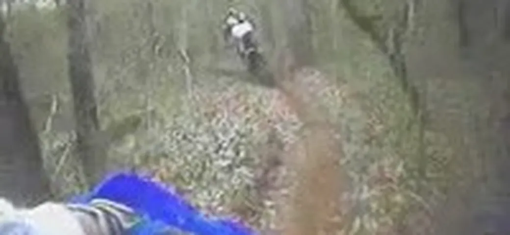 Passeggiata tra gli alberi - video