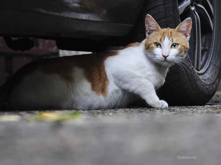 #KnockKnockCats: attenzione al gatto sotto l'auto [Video]