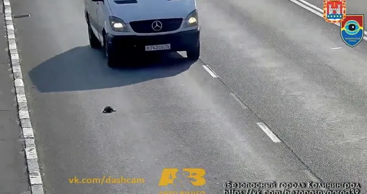 Russia: gattino salvato in autostrada