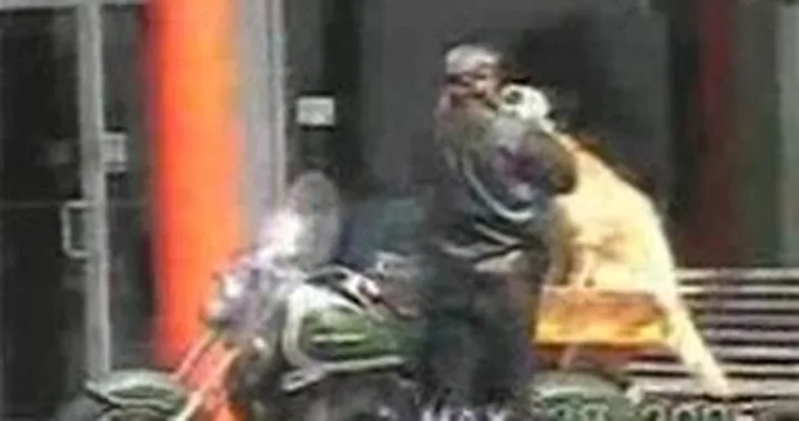 Motorcycle Dog