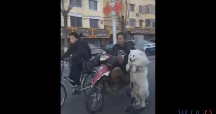 Cani a spasso con lo scooter [Video]