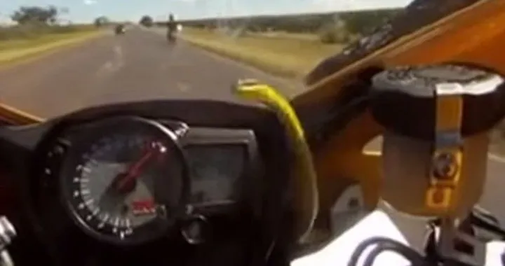 Serpente a 260 km/h su una Suzuki GSX-R [video]