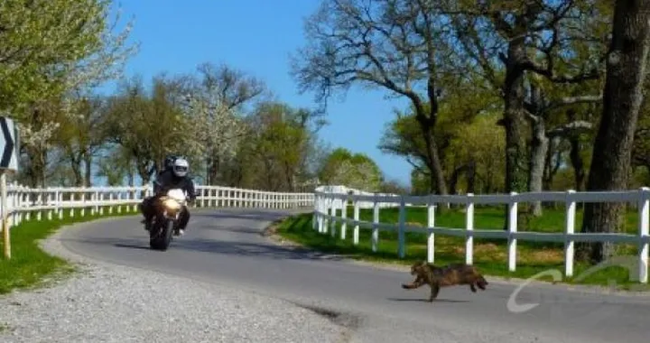 Foto del giorno: Attenti al Gatto!