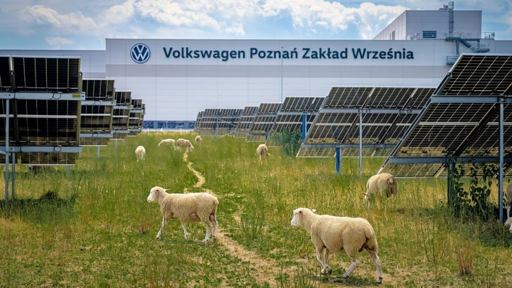 Volkswagen assume 100 pecore: gestiranno un impianto con 31.000 pannelli solari