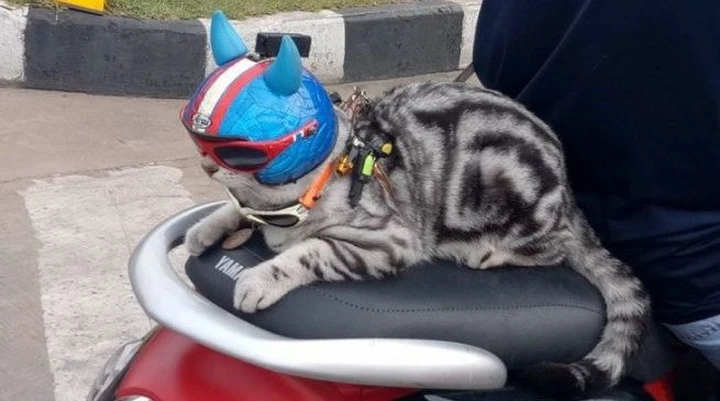 Gatto scooterista dalla Thailandia [Video]