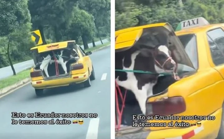 Il passeggero speciale di questo Taxi: un vitello nel bagagliaio