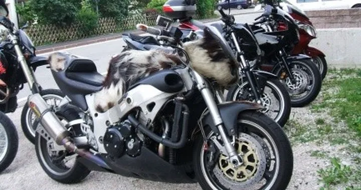 Foto del giorno: Suzuki Hayabusa a pelo lungo