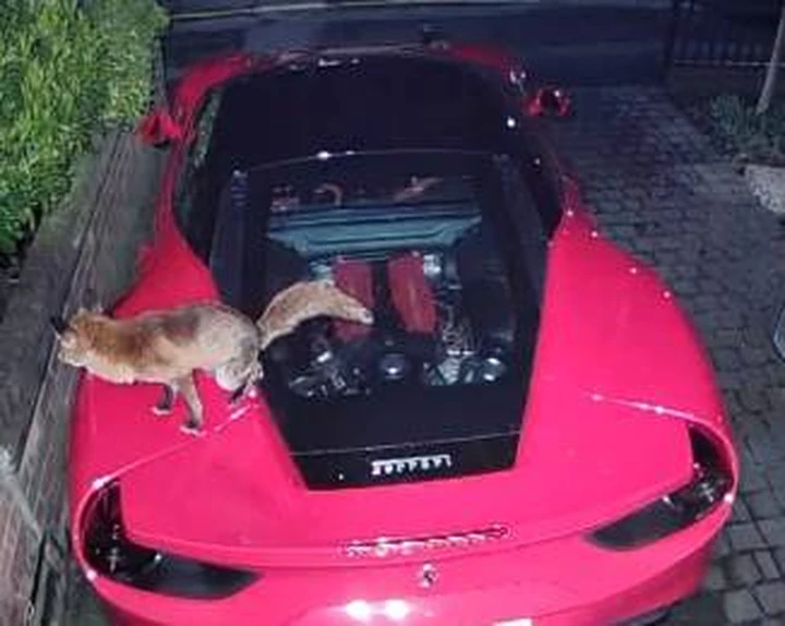 La Ferrari 488 GTB scelta da una volpe per fare il bisognino | Video