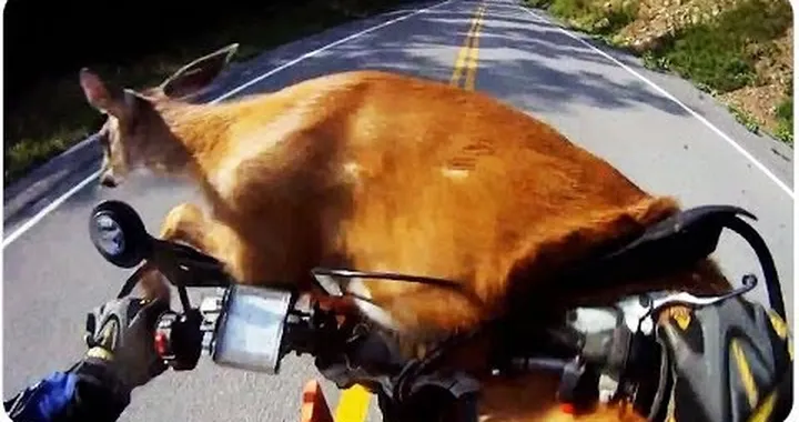 Deer Survives Motorcycle Crash | #ThrowbackThursday