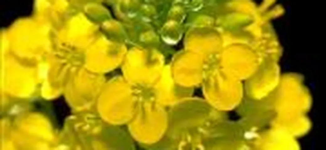 Olio di colza e biodiesel