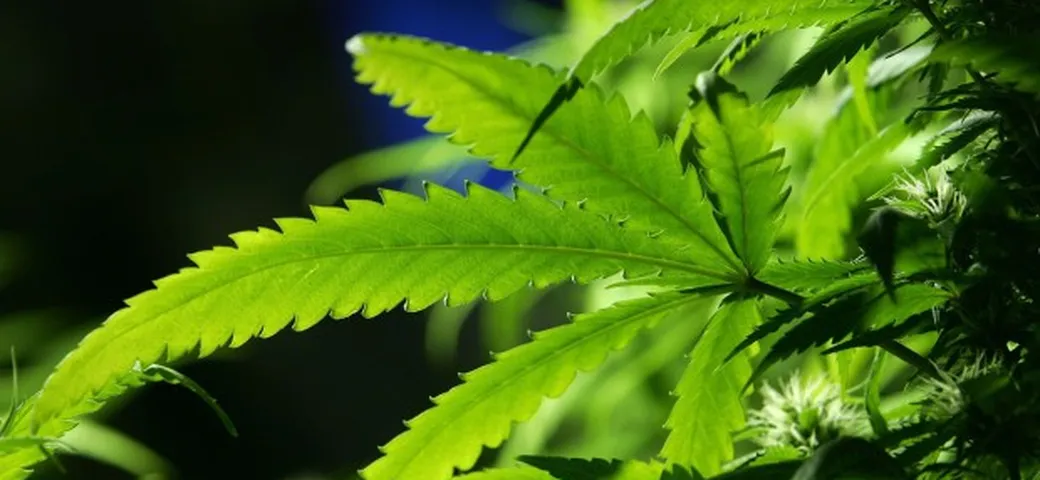 USA: marijuana libera? I dubbi sugli incidenti stradali