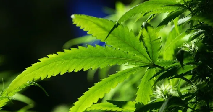 USA: marijuana libera? I dubbi sugli incidenti stradali