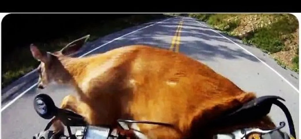 Motocicletta contro cerbiatto, si salvano entrambi [Video]