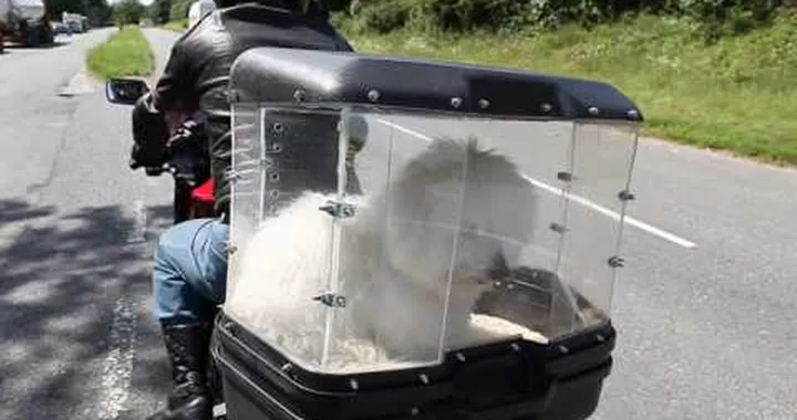Motorcycle ride for backseat dog