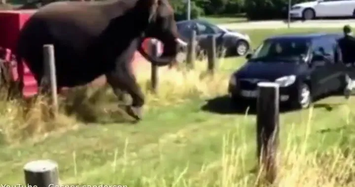 Elefante VS Škoda
