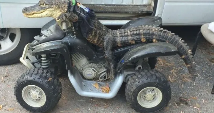 Rambo, l'alligatore motociclista, evita lo sfratto