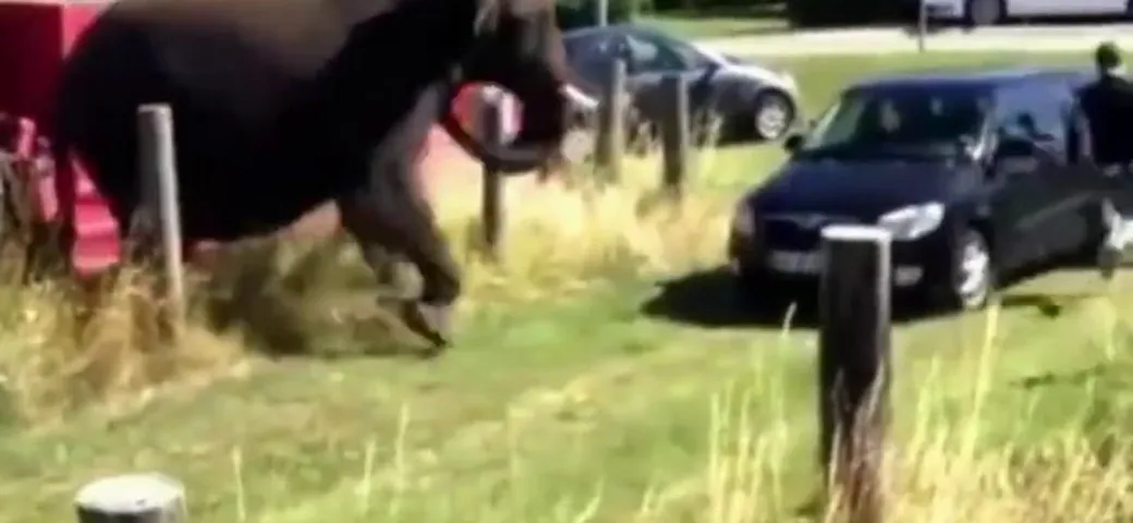 Elefante VS Škoda