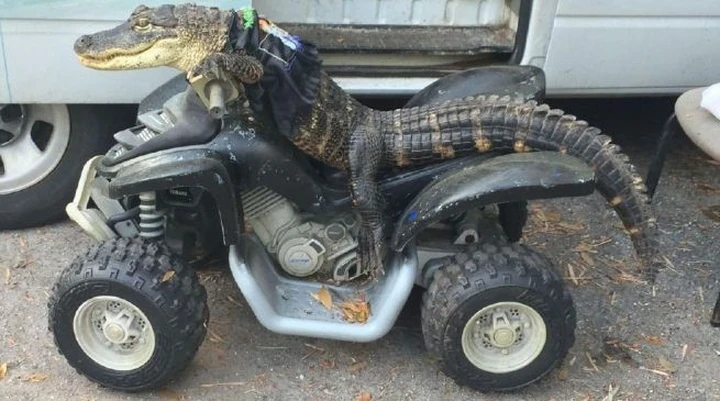 Rambo, l'alligatore motociclista, evita lo sfratto