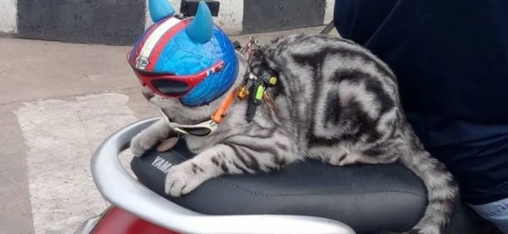 Gatto scooterista dalla Thailandia [Video]