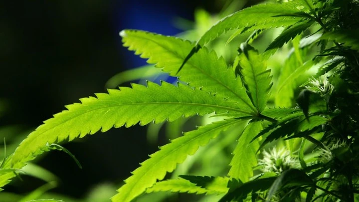 USA: marijuana libera? I dubbi sugli incidenti stradali