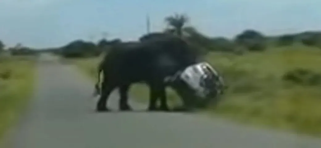 Elefante attacca un SUV nel parco e lo ribalta [Video]