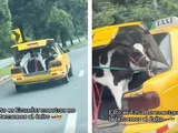 Il passeggero speciale di questo Taxi: un vitello nel bagagliaio
