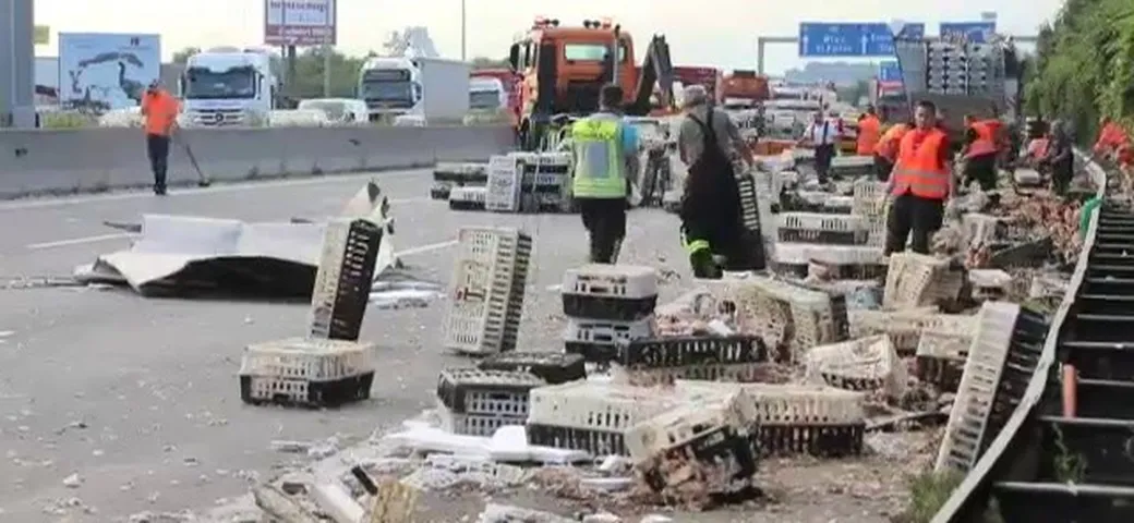 Austria: autostrada invasa dai polli