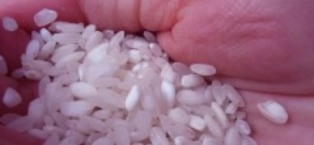 Giappone: Bioetanolo ricavato dal riso