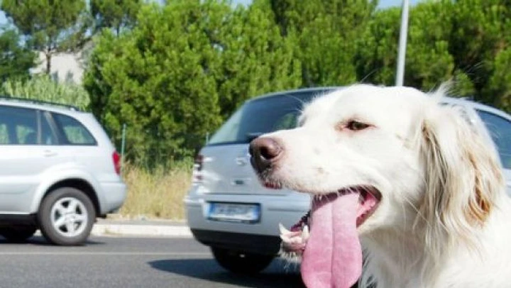 Ferragosto 2009: non abbandonate gli animali!