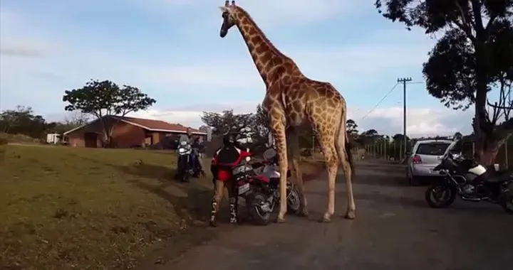 Giraffa contro motociclisti