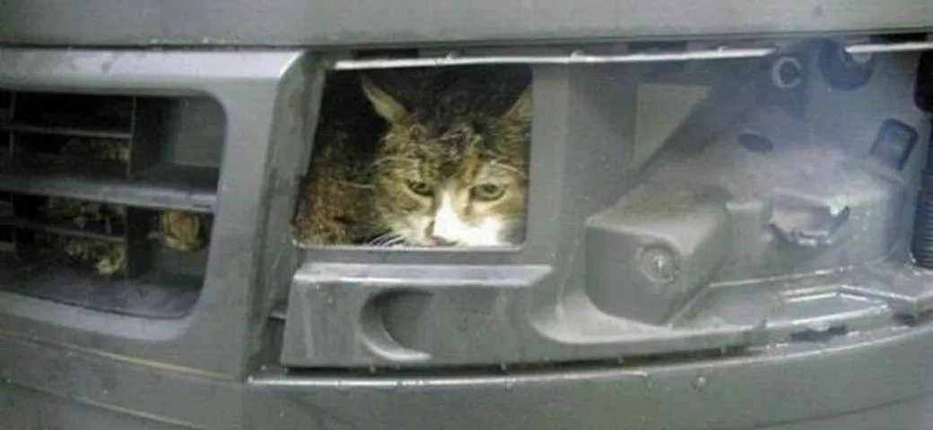 Gatto finisce nell'autolavaggio. Era dietro la mascherina dell'auto del padrone