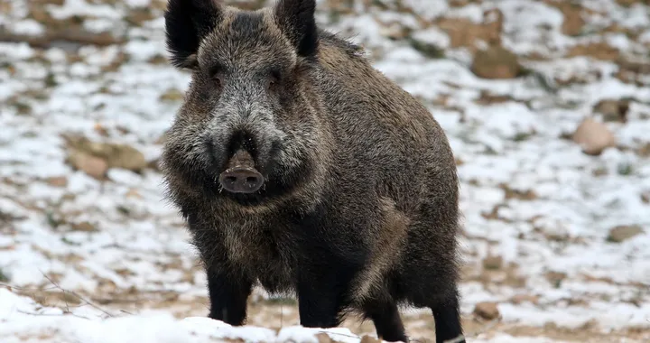 Investire un animale: cosa fare