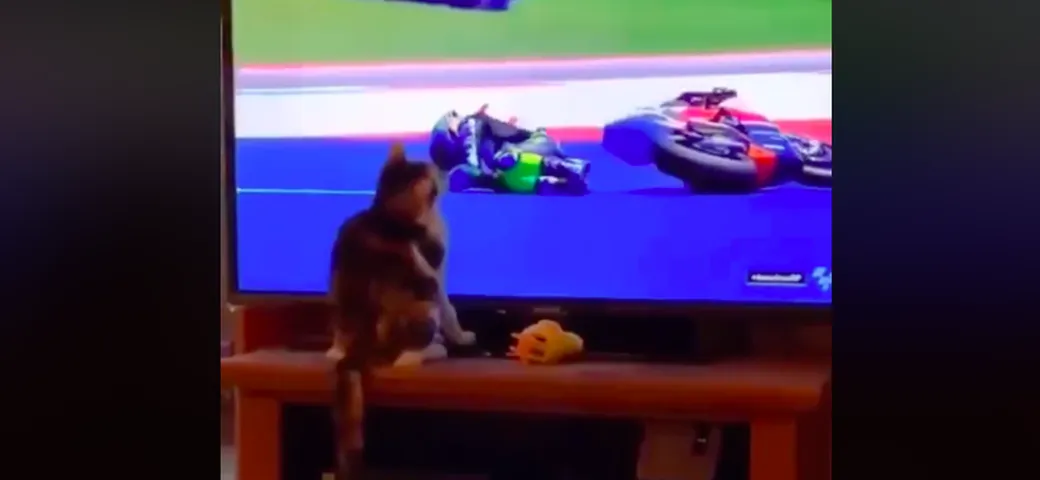 MotoGP, quando il gatto “fa cadere” il pilota