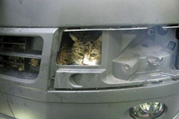 Gatto finisce nell'autolavaggio. Era dietro la mascherina dell'auto del padrone