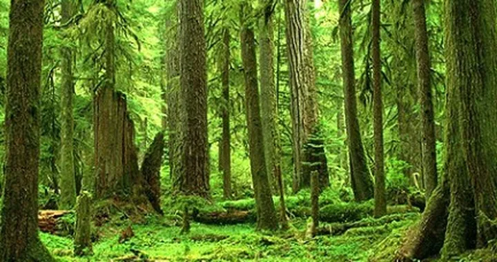 Gliocladium roseum: la nuova speranza del bio-diesel