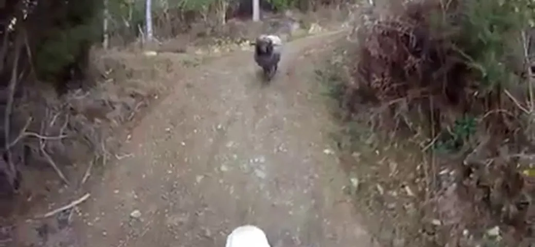 Motociclista attaccato da un ariete