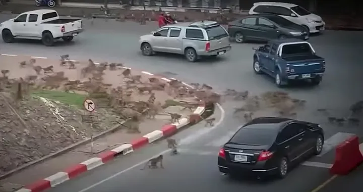 Blocco del traffico insolito: scimmie in lotta all'incrocio [Video]