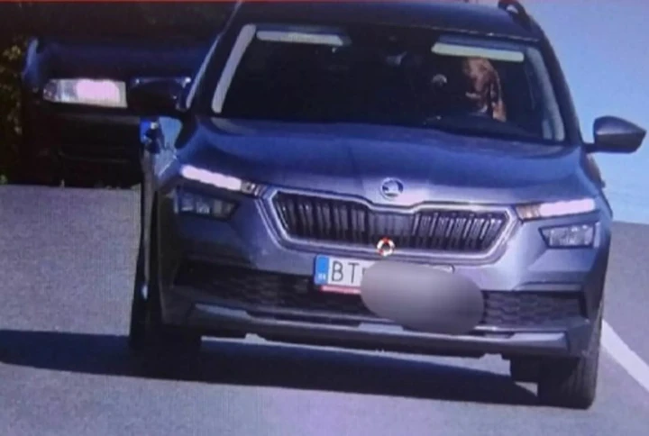 Un cane alla guida di una Skoda Kamiq sorpreso dall'autovelox in Slovacchia