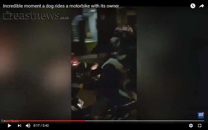 Vietnam, cane in scooter con il casco [Video]