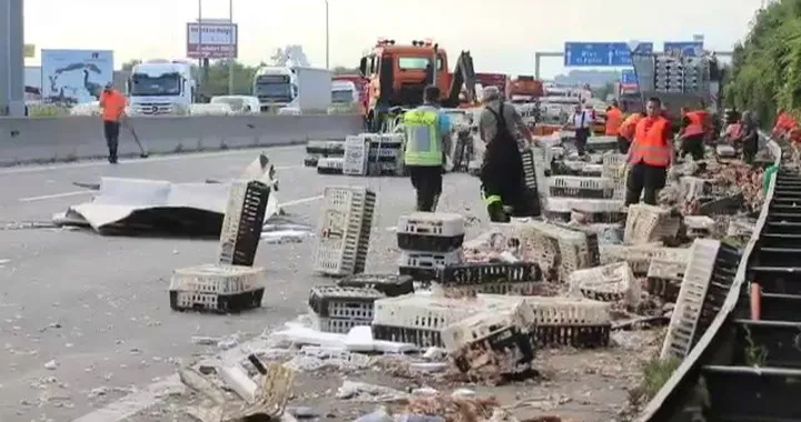 Austria: autostrada invasa dai polli
