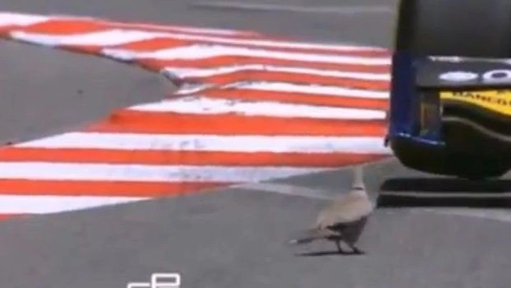 Il backflip di un piccione. Cose da GP2...