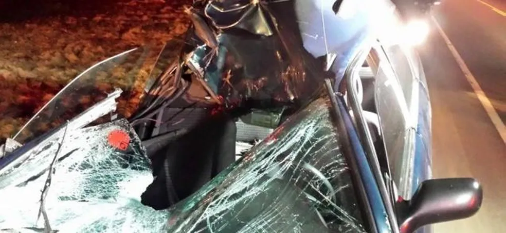 Lo scontro fra un'auto ed un alce